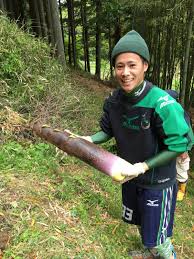 たけのこを椿の葉でアク抜きする方法 Takahirosuzuki Com
