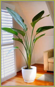 Gardening Tips You Ought To Make Note Of Simple Garden Ideas Plant Decor Indoor Tall Indoor Plants Indoor Plants Low Light