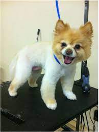 Pictures Pomeranian Haircut Dog Haircuts Dog Grooming