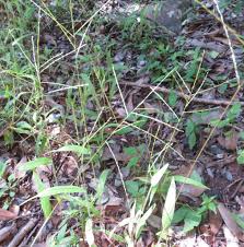 Image result for Digitaria velutina