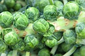 We did not find results for: How To Harvest Brussels Sprouts Gardener S Path