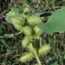 Image result for Xanthium