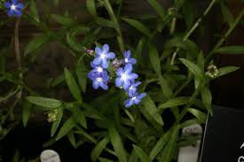 Image result for Anchusa capensis