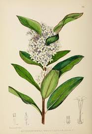 Image result for Acokanthera