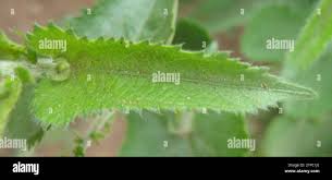 Image result for Tragia okanyua