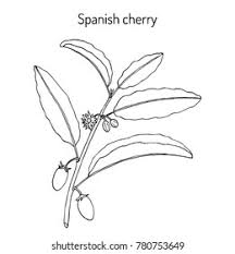 Image result for Mimusops elengi