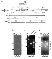 Image result for White 1996 AAV