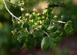 Image result for Erythrococca