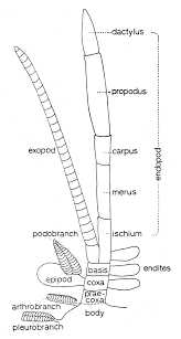 نتیجه جستجوی لغت [appendages] در گوگل
