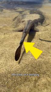 One Way to Prevent Getting Stung by a Stingray. #stingray #stingrays  #seaanimal #seaanimals #beach #beachday #rayguardboots #rayguard #ocean