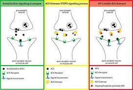 Pin By Deepika Khare On Organophosphate Poisoning Pharmacology Vet Medicine Emergency Medicine