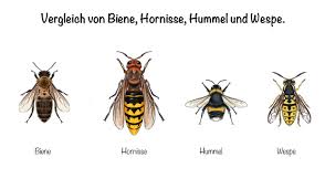 Beide arten gelten als wenig aggressiv. Hornissen Lebensweise Nahrung Nest Umgang Und Mehr