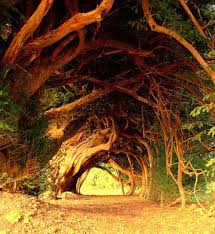 1000 Year Old Yew Tree West Wales Beautiful Tree Nature Beautiful Places