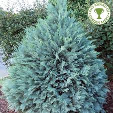 303 mall decorative evergreen tree products are offered for sale by suppliers on alibaba.com, of which a wide variety of mall decorative evergreen tree options are available to you, such as trees. Chamaecyparis Lawsoniana Pembury Blue Blue Lawsons Cypress Trees