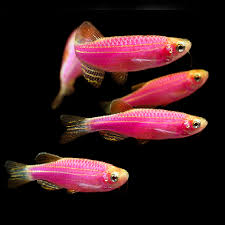 Decorations used for a glofish aquarium should be able to well reflect the light shining on them, too. Glofish For Sale Glow Fish For Sale Aquariumfish Net