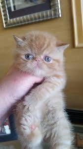 This girl has competed in a great deal of competition being best ragdoll kitten of show several times. Cfa Champion Lines Exotic Shorthair Longhair Kittens For Sale In Sunnyvale California Classified Americanlisted Com