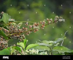 Image result for Rhynchosia hirta