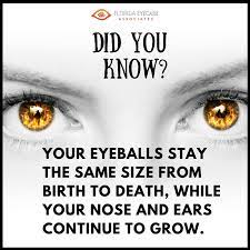 Facts About Eyes Eyefacts Eyesight Eyecare Eye Facts Eye Care Medical Facts