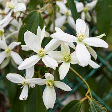 Image result for Clematis dolichopoda