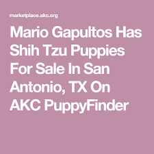 Mario Gapultos Has Shih Tzu Puppies For Sale In San Antonio Tx On Akc Puppyfinder In 2020 Shih Tzu Puppy Puppies For Sale Akc