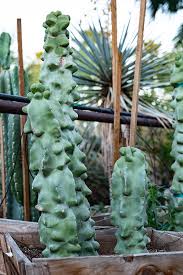 Native to baja california in mexico, it is not tolerant of cold weather and should not be planted outdoors in any. Totem Pole Cactus Green Goddess