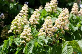 Pink flowers chestnut tree in spring. Flowers Of Horse Chestnut Image Beautiful Flowers Chestnut Tree Images Kyiv 37629 Torange Biz Free Pics On Cc By License