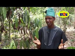 Image result for Massularia