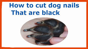 how to cut my dogs nails