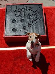 The Artist S Uggie Becomes First Dog To Leave Pawprints At Grauman S Chinese Theatre The Dog Star Big Animals Animals
