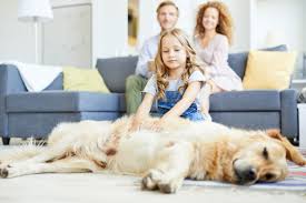 Ein unangefochtener mehrheitsbeschluss der wohnungseigentümer, der die hundehaltung in einer wohnanlage generell verbietet, hat vereinbarungsersetzenden charakter und bindet alle wohnungseigentümer, weil er weder sittenwidrig ist, noch in den dinglichen kernbereich des wohnungseigentums eingreift. Hundehaltung In Mietwohnung 7 Tipps Herz Fuer Tiere De