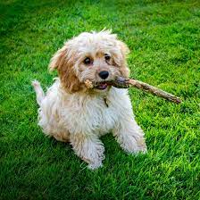 Therefore, after careful research, we decided to add cavapoos as a great alternative. 1 Cavapoo Puppies For Sale In Texas Uptown Puppies