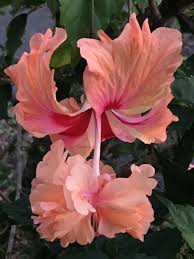 Double Flowered Coral Hibiscus Gardening Garden Diy Home Flowers Roses Nature Landscaping Horticultu Hibiscus Flower Drawing Hibiscus Hibiscus Flowers