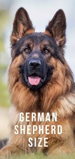 German Shepherd Size Growth Height And Weight