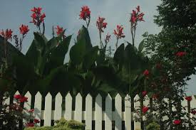 Allow them to dry for several hours. Canna Lilies Care Winterization