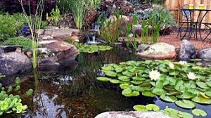 Ekosistem Kolam Pengertian Karakteristik Dan Komponen Materiipa Com