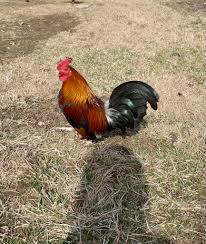 There's a dog in the road at Harmony & old 15 that seems disoriented- I  almost hit it as did the car coming toward me. Medium sized yellow long  haired. Please get