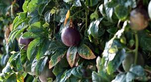Fruits De La Passion Cultivez Les Dans Le Jardin Mais Comment Et Est Ce Partout Possible