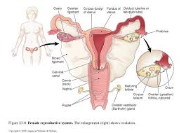 Image Result For Female Reproductive System Pictures Real Pdf