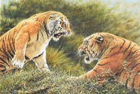 A Magnificent Painting Very Big For Sale Lovers Tiff Male And Female Siberian Tigers Fighting Original Wildlife Paintings Animal Paintings Cat Painting