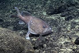 Image result for Sladeniaceae