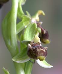 Image result for Cheirostylis lepida