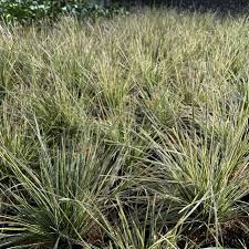 Image result for Deschampsia