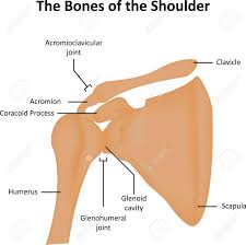 Check spelling or type a new query. The Bones Of The Shoulder Labeled Royalty Free Cliparts Vectors And Stock Illustration Image 43229745