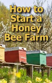 Start A Honey Bee Farm Honey Bee Farming Bee Keeping Backyard Beekeeping