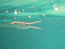 More images for how to draw a needlefish » Needlefish Wikipedia