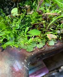 Image result for Genlisea