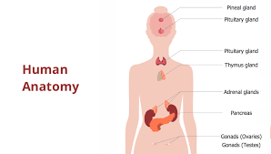 human anatomy process flowchart visual system nervous