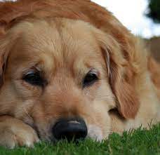 Bowel Obstruction In Dogs Symptoms Treatment And Prevention Tips