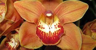 Cymbidium Huell Howser Flower Quotes Beautiful Orchids Orange Flowers