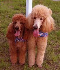 Maybe you would like to learn more about one of these? History Of Red Standard Poodles Royal Hawaiian Rich Red Rare Standard Poodles